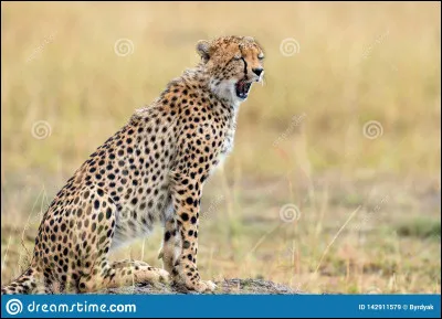 Quelle est la vitesse maximale dun guépard ?