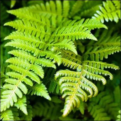 Quel ordre de foug&egrave;res, aussi appel&eacute; cyath&eacute;ales, se caract&eacute;rise par sa grande taille et son absence de tissu ligneux ?