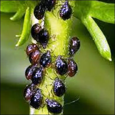 Quel liquide &eacute;pais et visqueux s&eacute;cr&eacute;t&eacute; par les pucerons est r&eacute;colt&eacute; par les fourmis pour leur alimentation ?