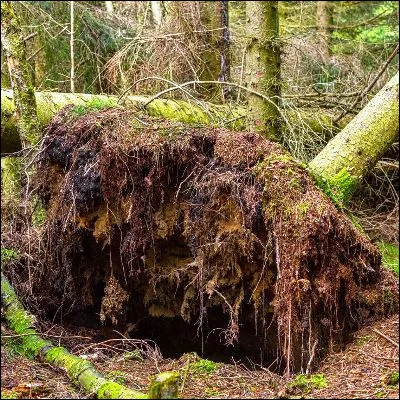 Quel chien de bandes dessin&eacute;es ne supporte pas de voir un arbre d&eacute;racin&eacute; ?