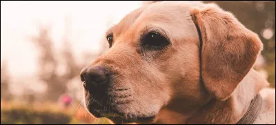 Quel animal pr&eacute;f&egrave;res-tu ?