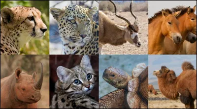 Aimes-tu les animaux ? (si oui, sais-tu que beaucoup despèces dêtres vivants disparaissent ou vont disparaître ?)