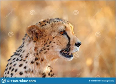 Quelle est ta taille ?