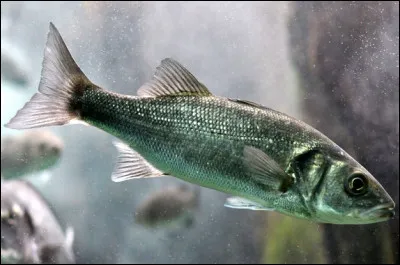 Presque dur à cuir, c'est le...