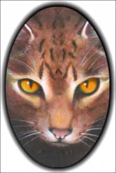 Pourquoi Nuage Épineux s'appelle-t-il Griffe de Ronce en guerrier et pas Griffe d'Épine ?