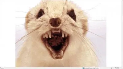 Que fallait-il faire avant que cette image apparaisse ?