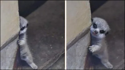 Anne, ma soeur Anne, ne vois-tu rien ...