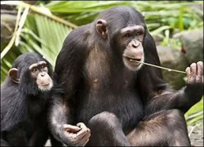 Quel est cet animal ?