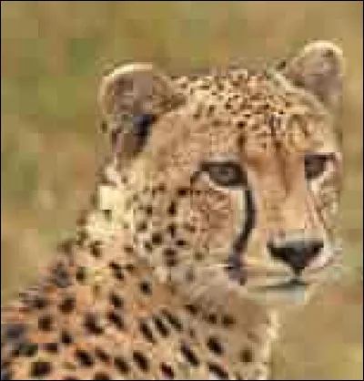 Quel est cet animal ?