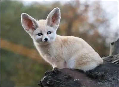 Quel est cet animal ?