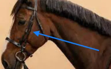 Quiz Galop 2