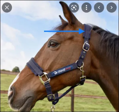 Quelle est la partie du licol montrée par la flèche ?