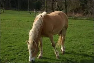 Que fait ce cheval ?