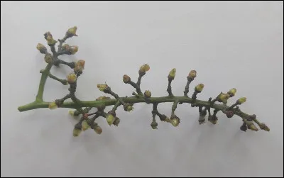 Lequel de ces films de 1931 a été réalisé par Carmine Gallone ?