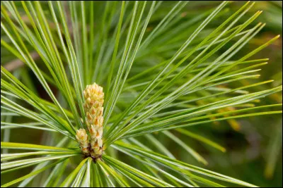 Le film de 1991, de Pedro Almodovar, c'est...