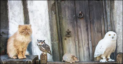 Quel animal voudrais-tu adopter pour aller &agrave; Poudlard ?