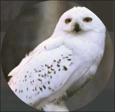 Quel animal t’accompagnerait lors de ta scolarit&eacute; &agrave; Poudlard ?