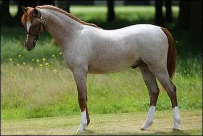 Quelle est la robe de ce cheval ?