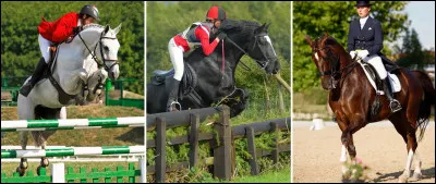 Quelle discipline regroupe trois catégories ?