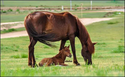 Combien de temps dure la gestation d'une jument ?