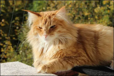 Comment s'appelle le chat de Prim ?