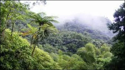 Quel est l'autre nom d'une forêt primaire ?