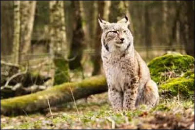 Quel félin très discret vit dans la forêt du Jura ?