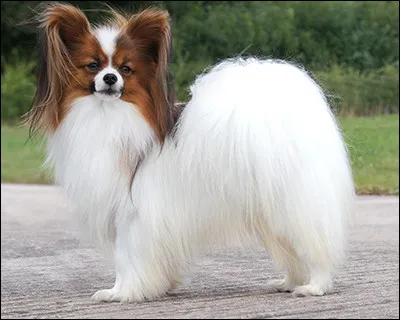 Dans lequel de ces habitats l'Agreste ne se trouve-t-il pas ?