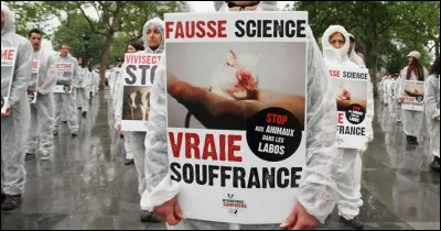 Sur BFM TV vous regardez un reportage sur lexpérimentation animale qui vous apprend que le berger allemand est la race la plus utilisée lors de la recherche animale.