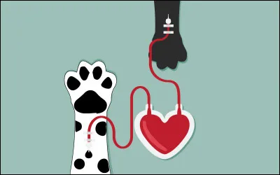 Comme chez les humains, il existe différents groupes sanguins chez lespèce canine.