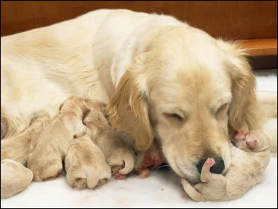 Votre comportementaliste canin vous affirme que la chienne attrape ses petits par la peau du cou et les secoue pour les corriger