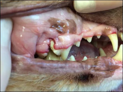 Conscient que le paracétamol est toxique pour votre chien, vous lui administrez de libuprofène pour soulager ses douleurs dentaires.