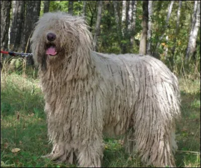 Le magazine "Animaux bonheur" vient de publier un article disant qu'il est maintenant établi scientifiquement que le komondor résulte du croisement de chiens avec des moutons dAsie.