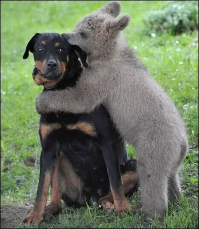 Selon Stanley Coren psychologue canin, il est dit que...