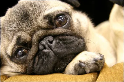 Les carlins étaient les chiens favoris des empereurs incas.