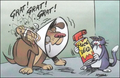 Vous êtes inquiet car vous avez remarqué que votre chien avait des puces...