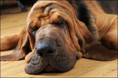 Votre voisin, cynophile avéré, vous soutient que le bloodhound (ou chien de Saint-Hubert) a un odorat très peu développé.