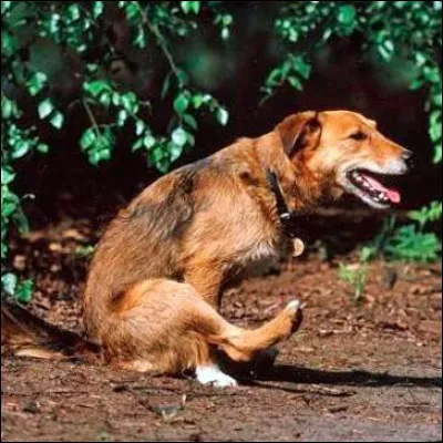 Depuis un certain temps, votre chien traîne son derrière par terre. Vous en concluez que la seule et unique explication possible est la présence de vers intestinaux dans son organisme.