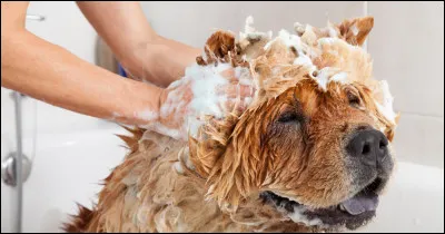 Vous avez lu sur le Net que vous pouviez régulièrement substituer le shampoing de votre chien par le vôtre pour le laver...