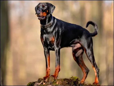 Un de vos amis vous soutient que le doberman(n) est une race créée par Hitler pour obtenir des chiens féroces et agressifs dans lunique but de tuer.