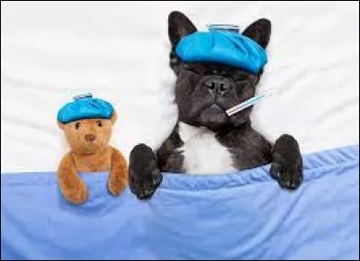 Votre voisin frappe à votre porte à 4 h 00 du matin, paniqué. Il hurle que son chien avec une température de 38,5° C a une forte fièvre.