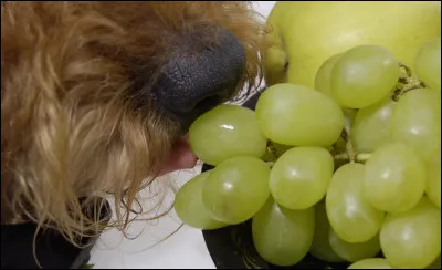 Conscient de la toxicité du chocolat pour votre chien, vous décidez de remplacer cette gâterie par du raisin sec.