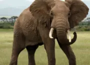 Quiz Les lphants