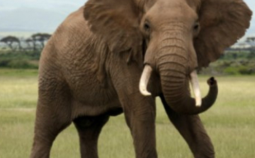 Quiz Elephants