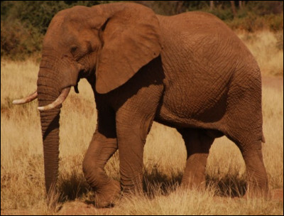 Combien pèse un éléphant en moyenne ?