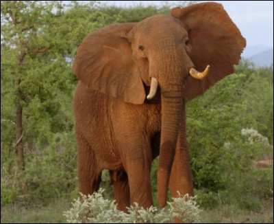 Quelle taille fait le plus grand éléphant du monde ?