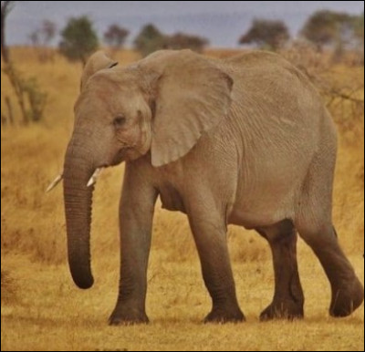 Passons aux émotions : Quel signe l'éléphant montre-t-il lorsqu'il est content ?