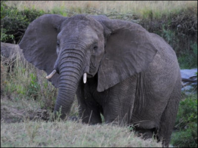 Toujours les émotions : Quel signe l'éléphant montre-t-il lorsqu'il est en colère contre un autre être vivant ?
