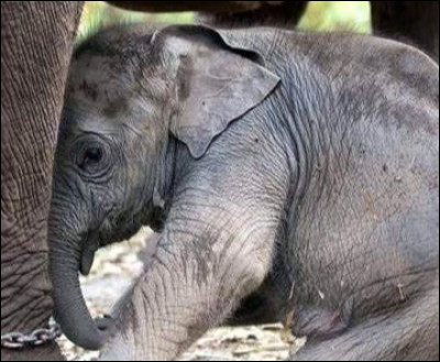 Dernière émotion : Quel signe l'éléphant montre-t-il lorsqu'il est effrayé ?