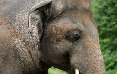 De quoi se nourrit un éléphant la plupart du temps ?